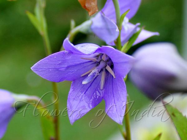 Korean Bellflower